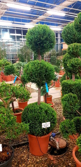 Vindem diferite specii de plante pon pon spirală