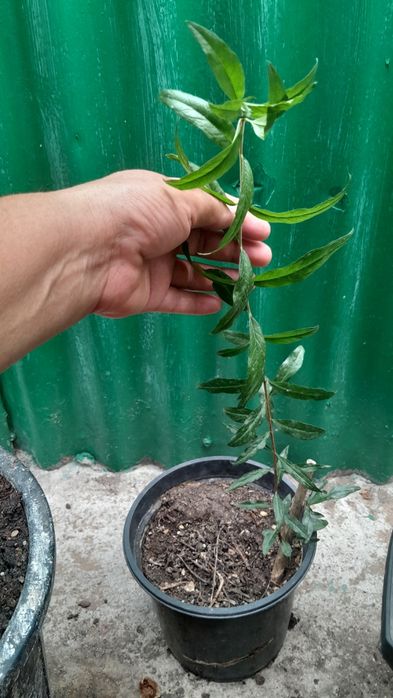 Продам саженцы граната