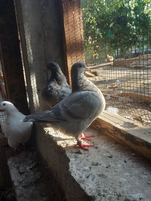 Porumbei Texani Mondaini și Huble Filiași Dolj