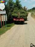 Baloți de lucernă și fân