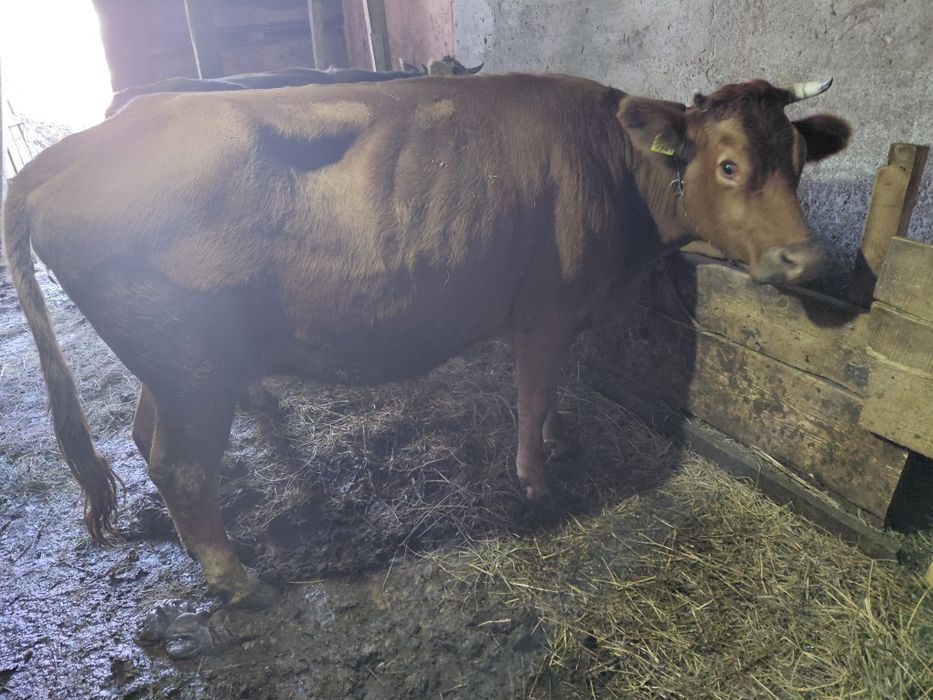 Vând vaca jenstanta