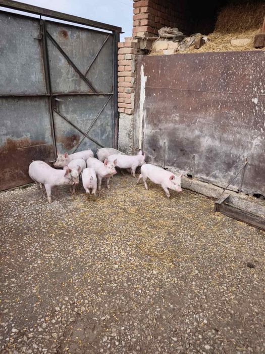 Продавам прасенца