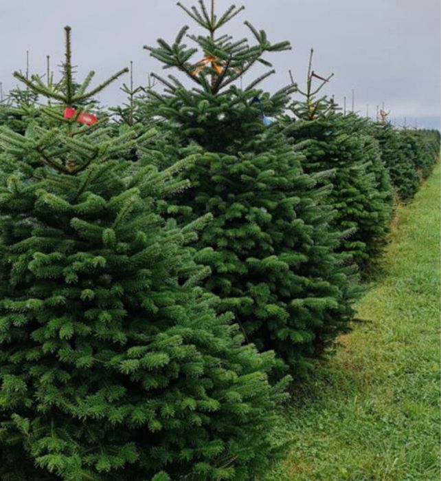 Vand brazi-normandian-argintiu-picea punges diferite specii