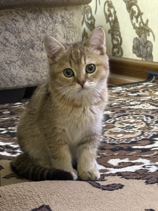 Scotish strite toza zotli mushuk