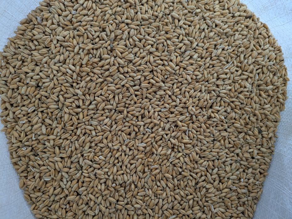 Semințe grâu, orz, triticale