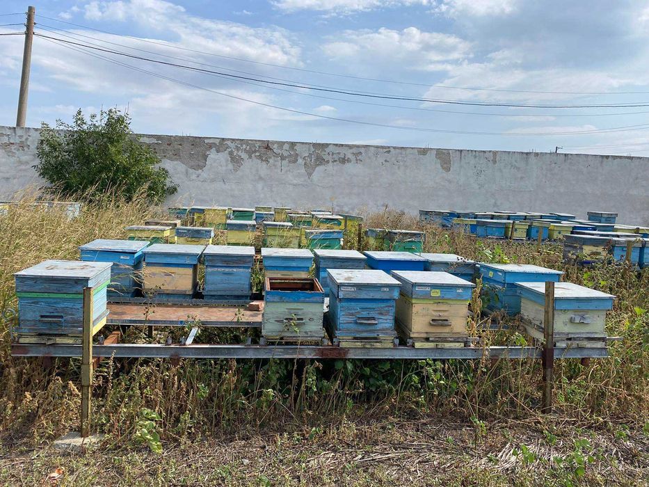 Пчеларски платформи за подвижно пчеларство