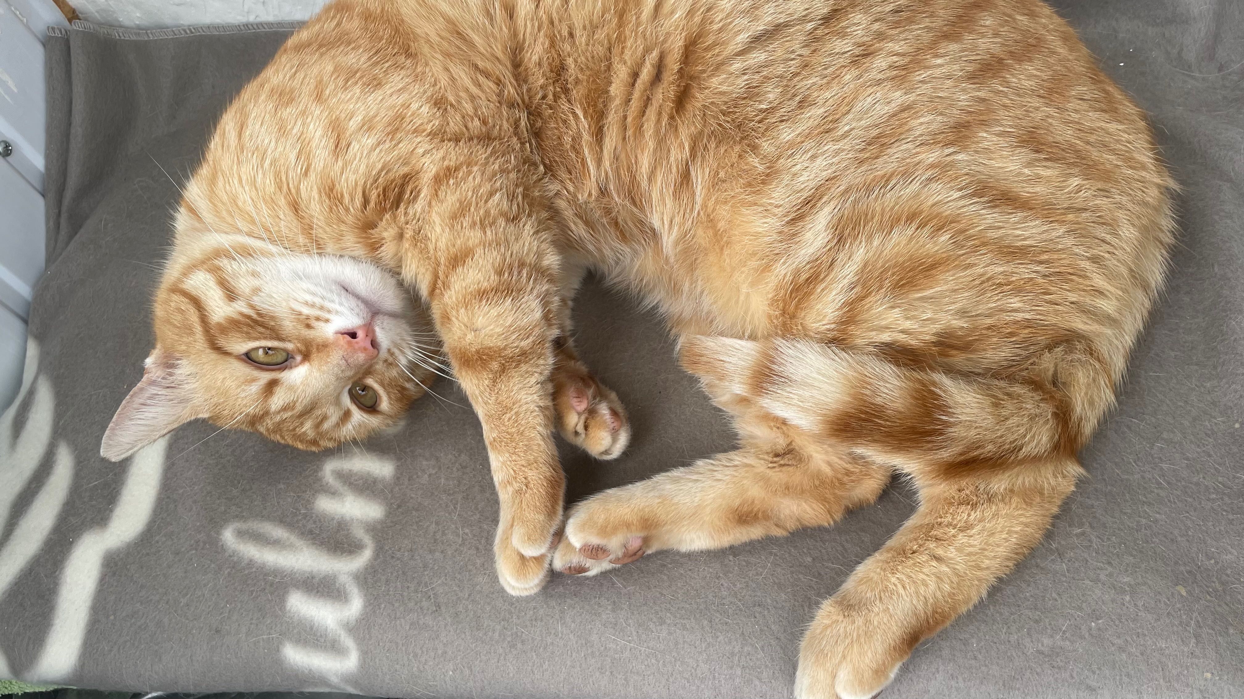 Portobello, motanel castrat pentru adoptie