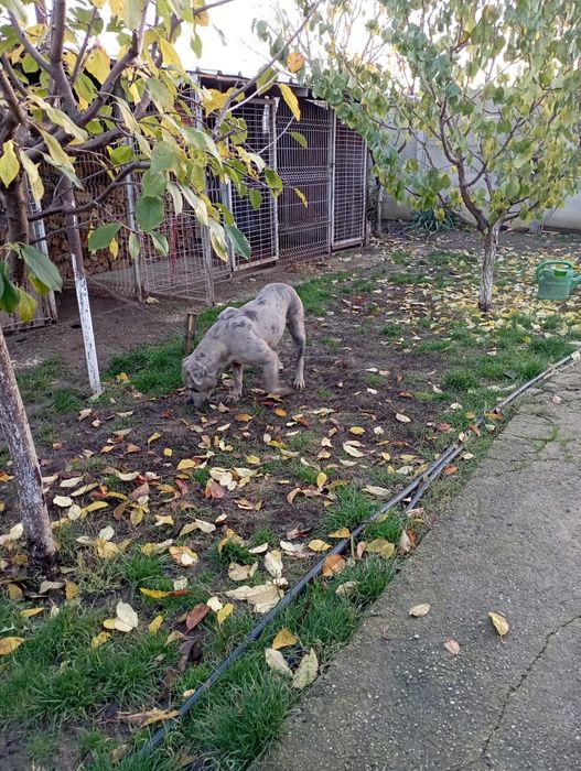 Femela American Bully Merle