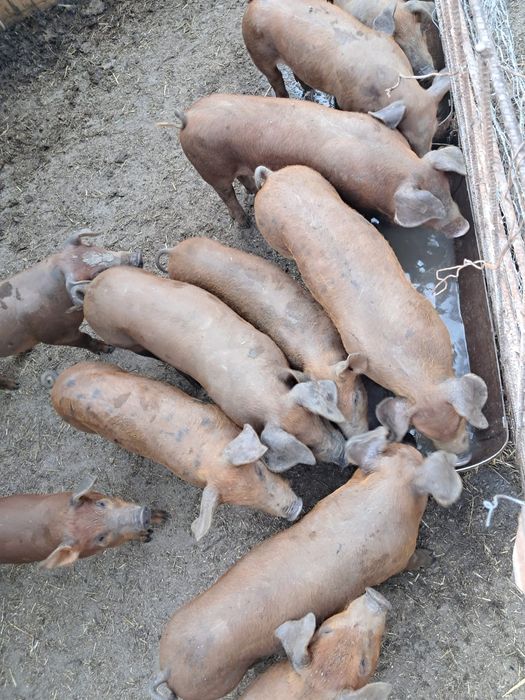 Baloți lucerna peste 25 de kg bucata