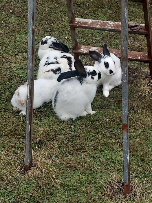 Перник продавам зайци порода пеперуда 6 на месеца