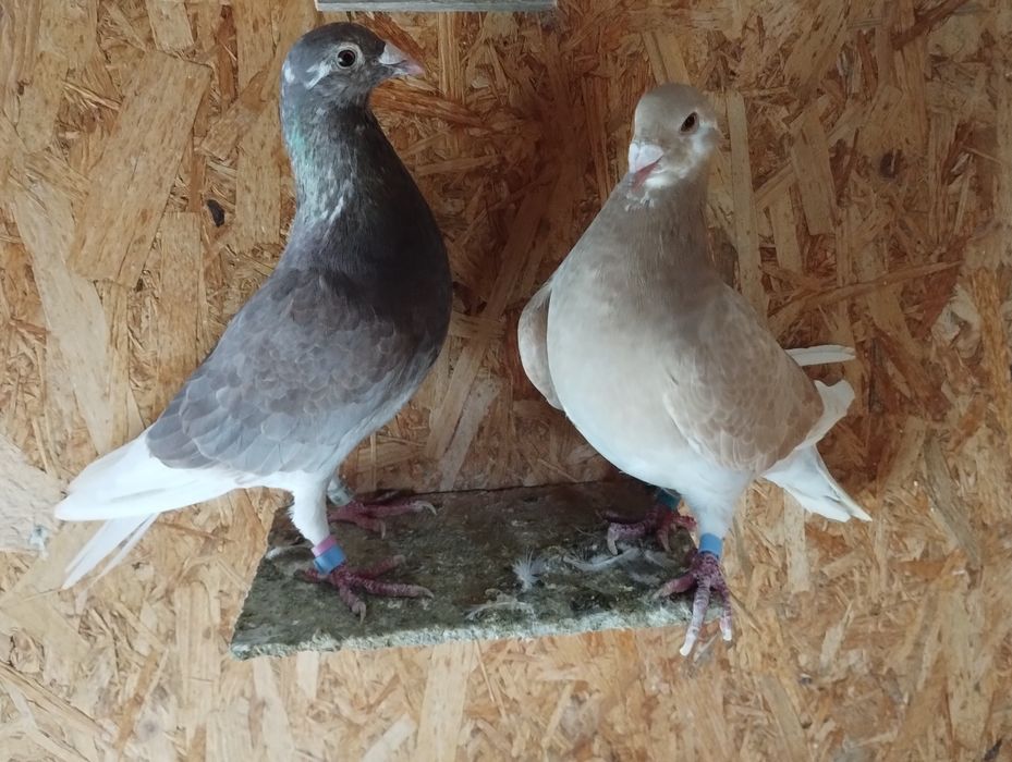 Vând porumbei voiajori