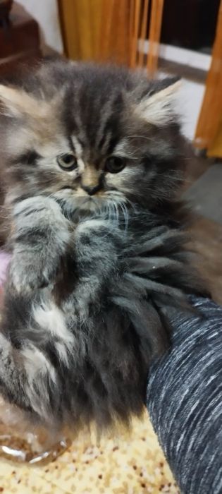 Персийски котенца
