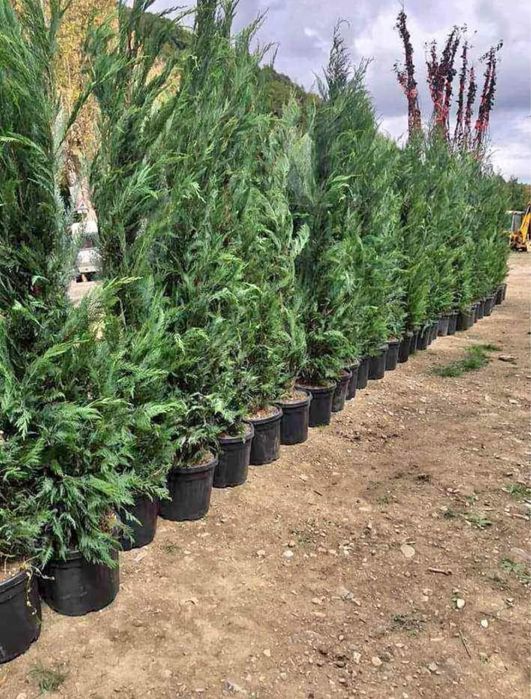 Leylandii gard viu chiparos vesnic verde oriunde in tara