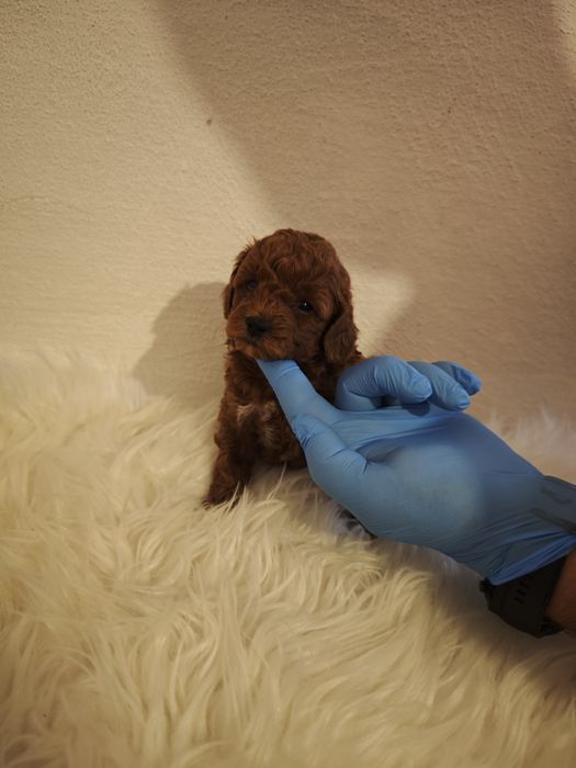 Той пудел/ toy poodle