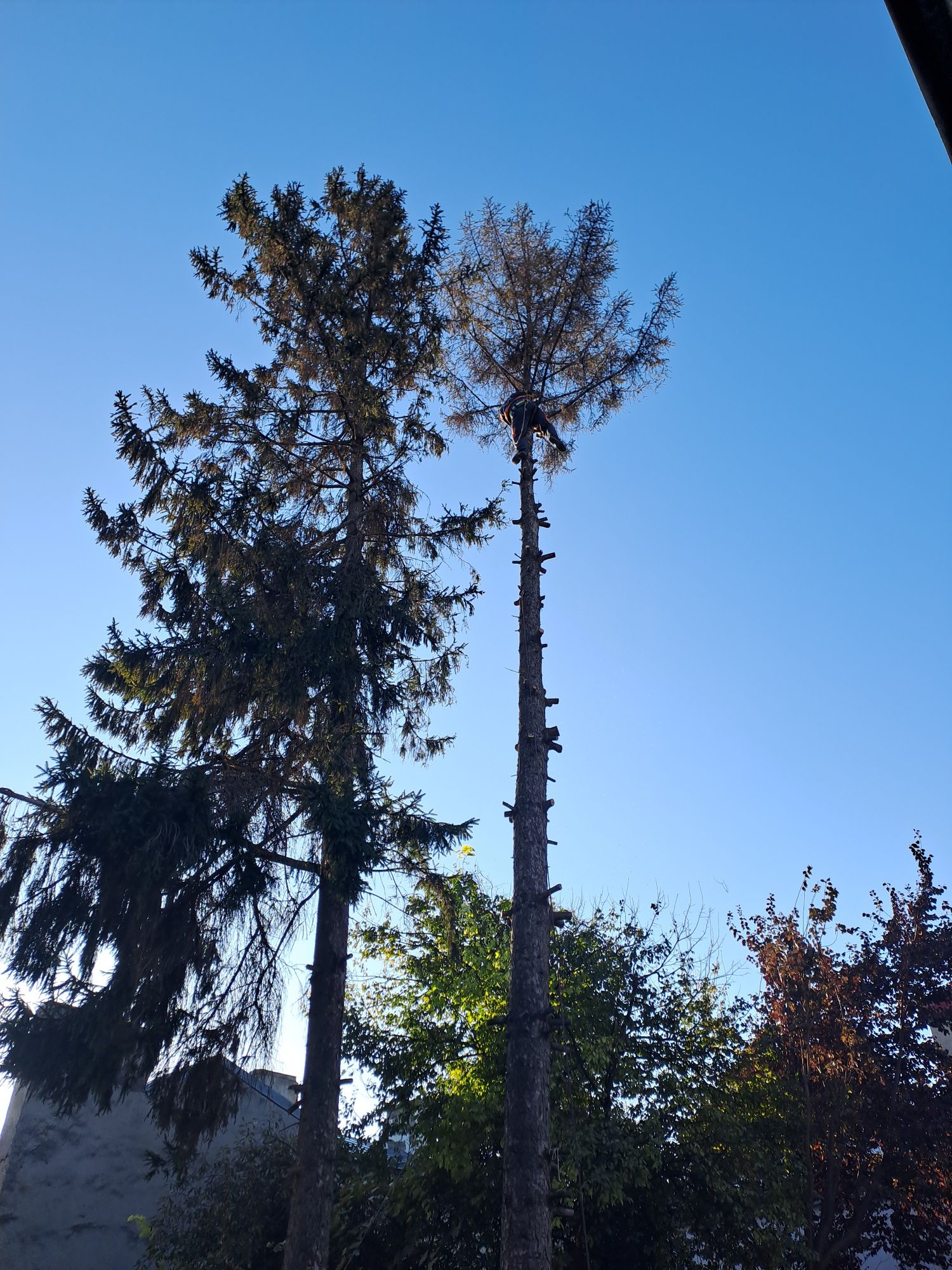 Tăiere Arbori/Toaletare/Alpinism Utilitar/Rapid.