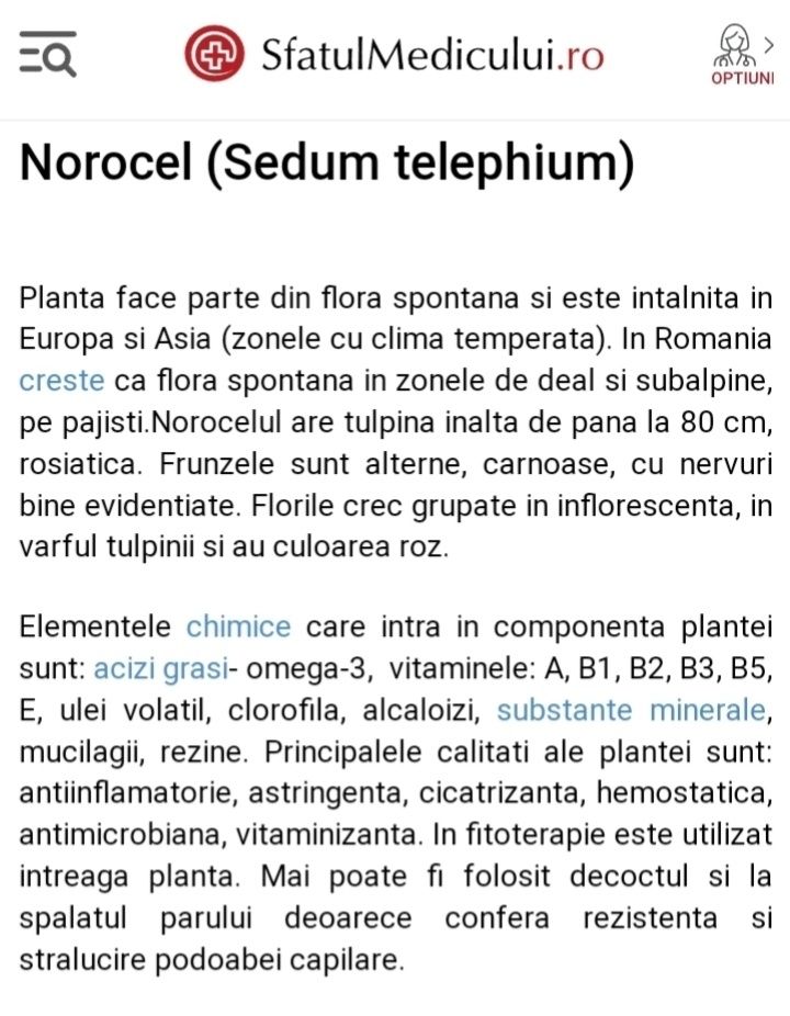 Sedum norocel  plantă ornamentală  și medicinală  la găleată de 20 l.