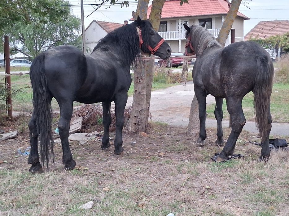Vând armasar de 5 ani 175 la greabăn