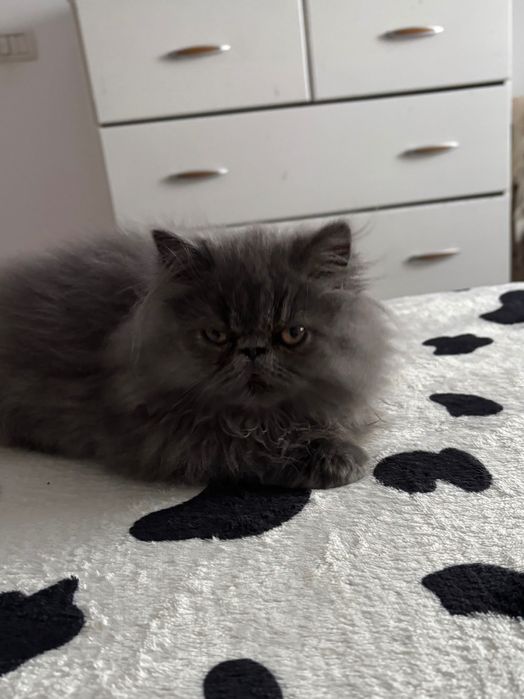 Motănel persan în vârstă de 3 luni jumătate