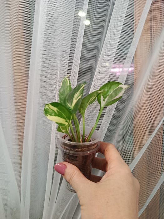 Продам комнатные цветы