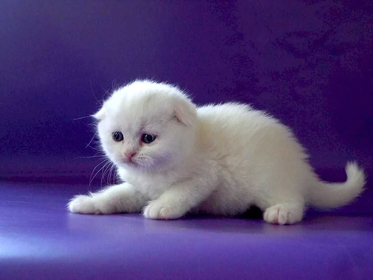 Скоттиш фолд skotish fold yaxwilab uqing