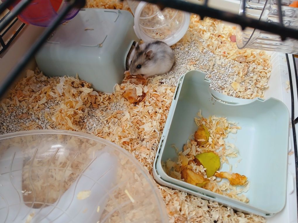 Hamsteri siberieni