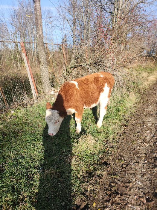 Vând tauras în vârstă de 6 luni