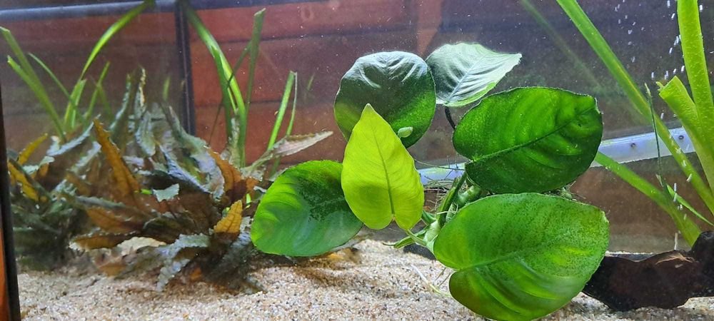 Vand acvariu 60l, complet (&accesorii)