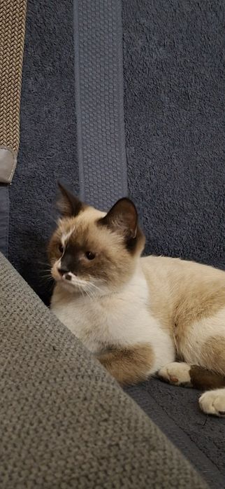 В хорошие добрые руки