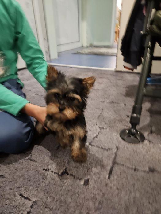 Продавам мини йоркита