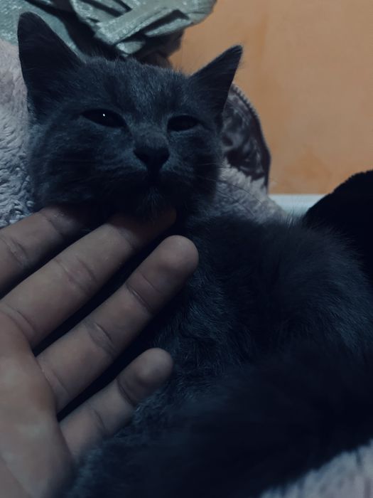 Сатылады пародный мысық 10мың