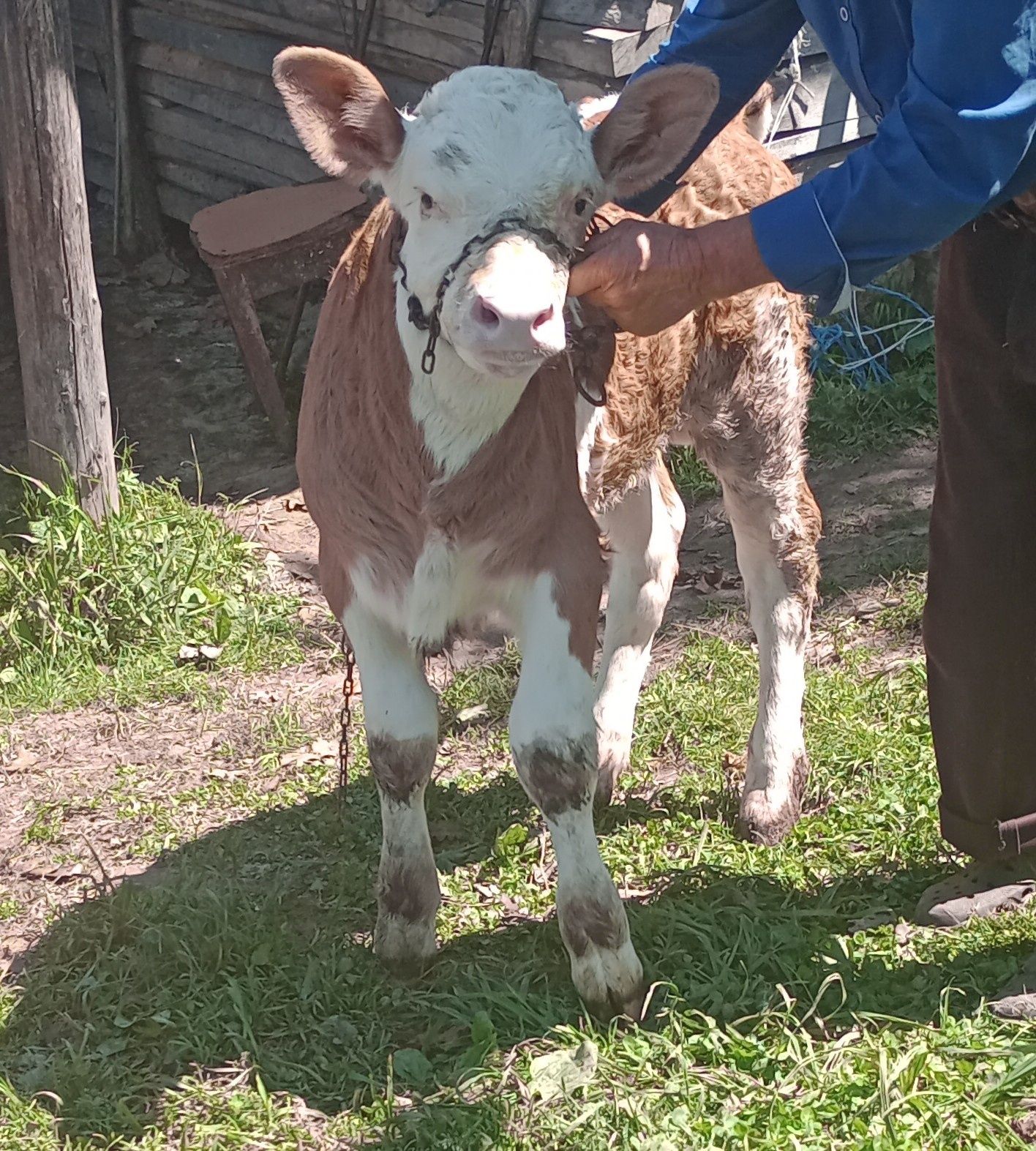 Vând vițel bălțată