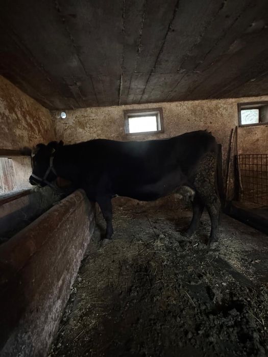 Vaca gestanta de vanzare