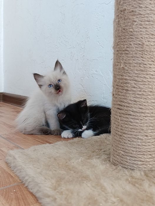 Отдам котят в добрые руки