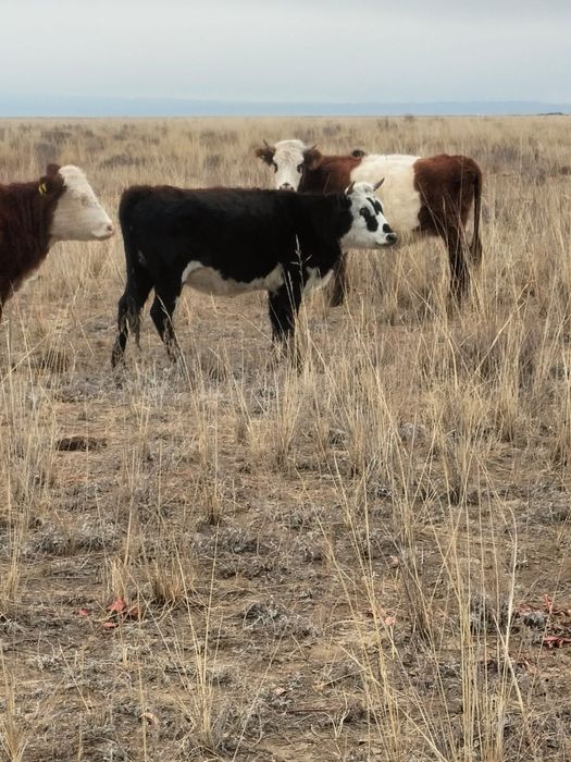 Құнажындар сатылады