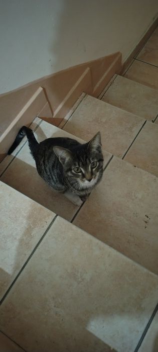 Отдам котёнка в добрые руки