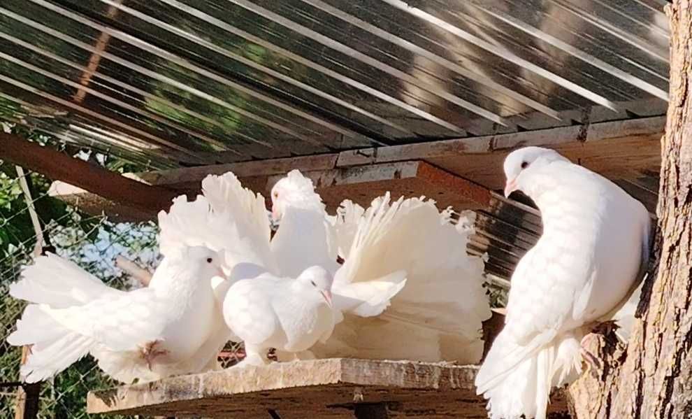 Cocosi pitici  Phoenix,  Porumbei voltați  (curcani) si rațe leșesti