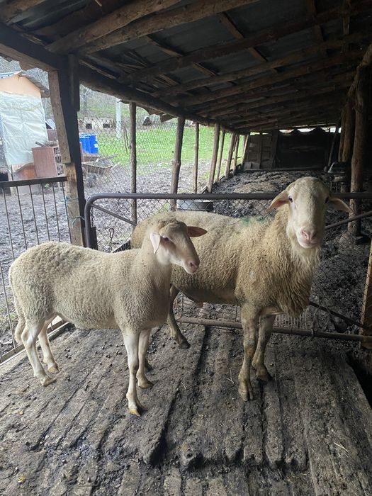 Продавам 2 коча Лакон