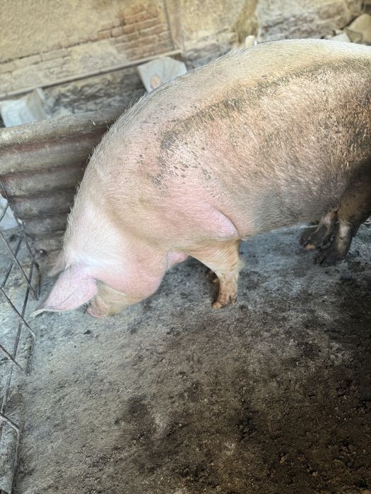 Прасета  250-350кг