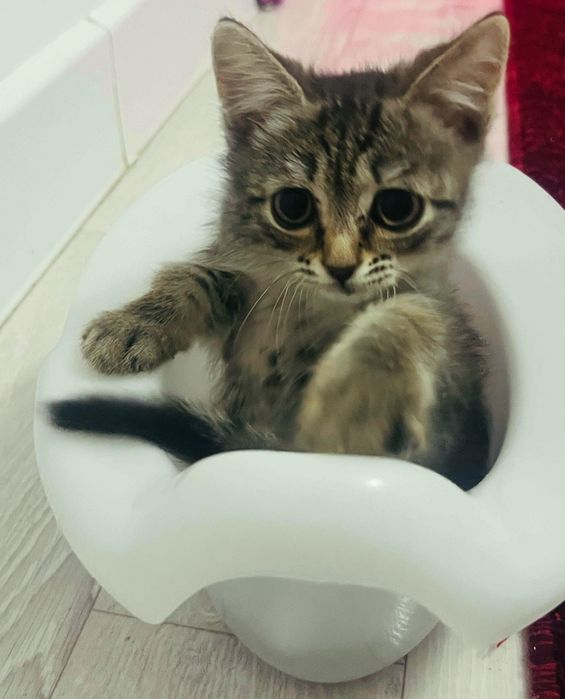 Продается котенок