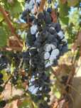 Vând struguri merlot