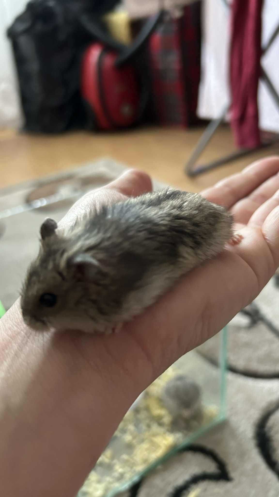 Donez hamsteri pitici