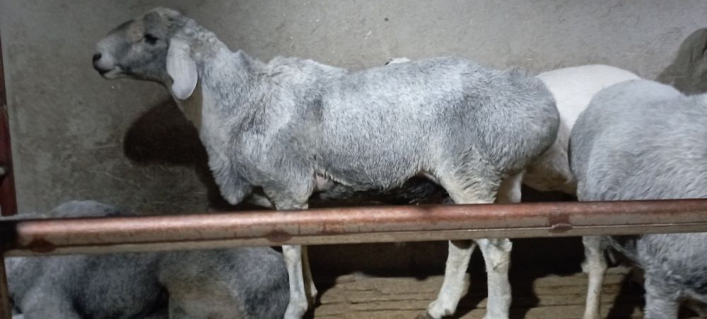 Киргиз привозной кучкорлар зотга