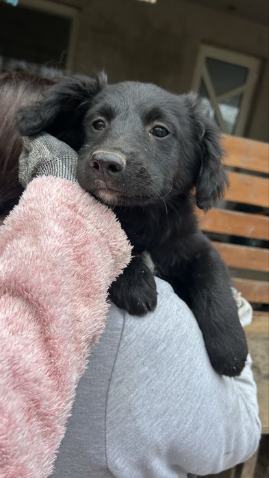 Donez cațelusi jucausi