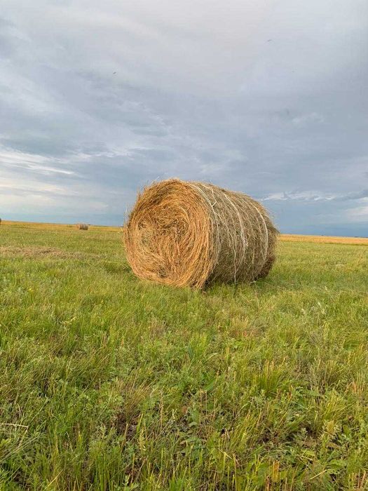 сено рулоны продам