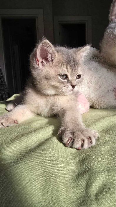 Продаётся котенки шиншиллы, приученные к лотку