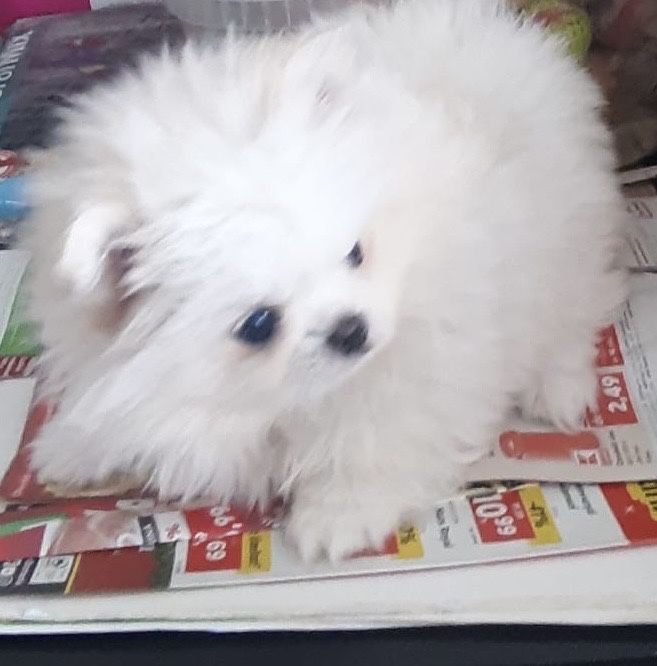 Poneranian alb femela cu pedigree