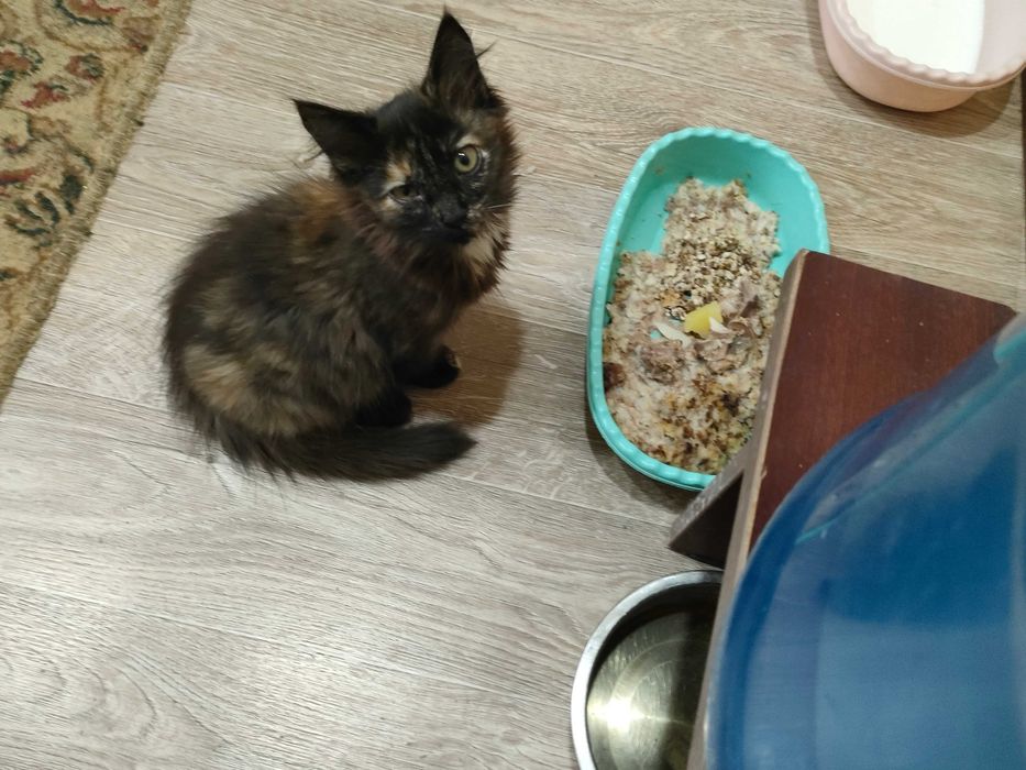 Отдам кисят в добрые руки.