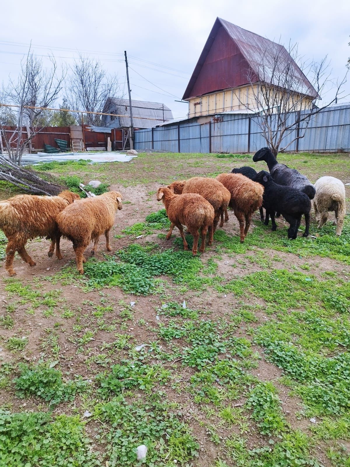 Кой сатылады жас койлар