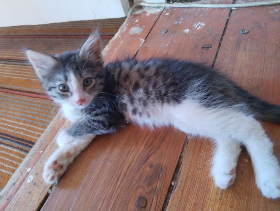 Кошка. Домашний.