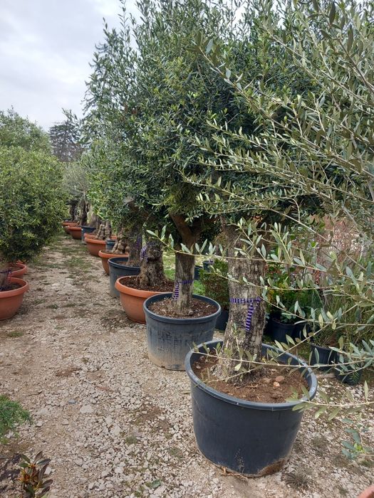 Măslin secular de peste 30 de ani